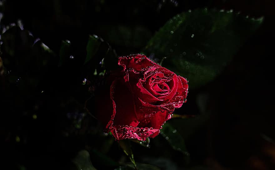 rosa, flor, orvalho, Rosa vermelha, Flor vermelha, plantar, gotas de agua, molhado, pétalas, natureza, fechar-se