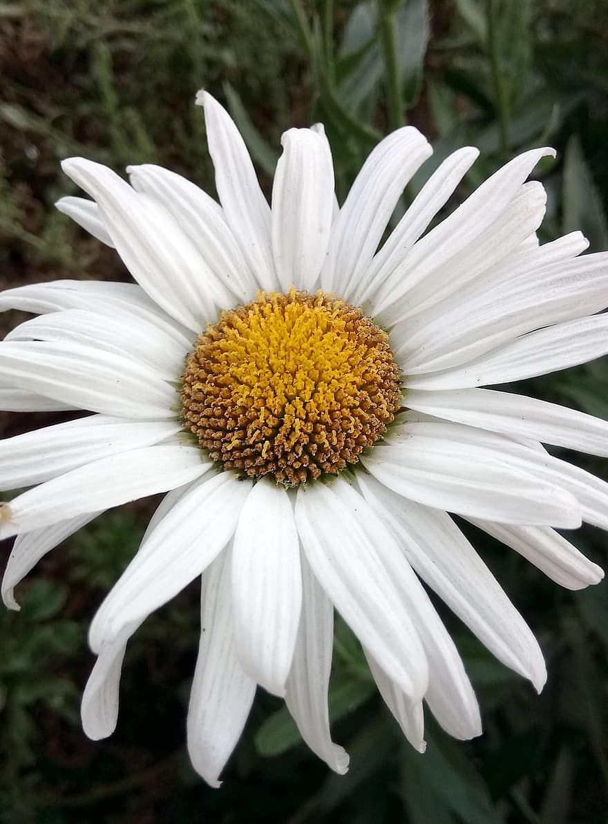stokrotka, kwiat, biała stokrotka, biały kwiat, płatki, białe płatki, kwitnąć, flora, Natura