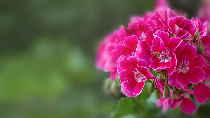 geranium, flori, plantă, roz flori, înflorire, a inflori, petale, muguri, grădină, natură, botanică