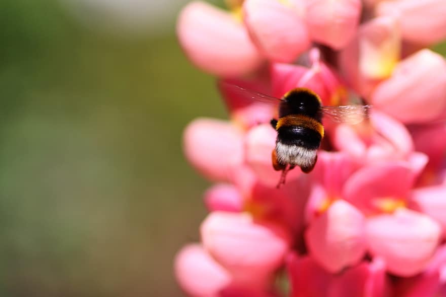 hummel, närma sig, insekt, pollinering, typer av dö, insekter dör, blomma, pollen