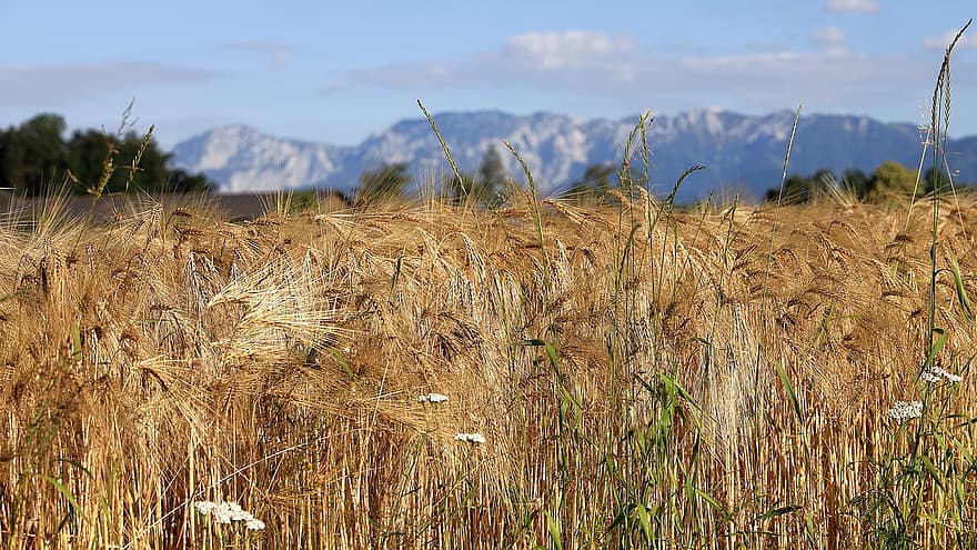 Barley, Field, Cereals, Nutrition, Agriculture, Landscape, Mountains, Agricultural, Cornfield, Winter Barley, Malting Barley