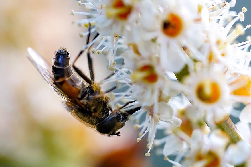 abella, insecte, insectes, flor, polinització, flors, nèctar, apicultura