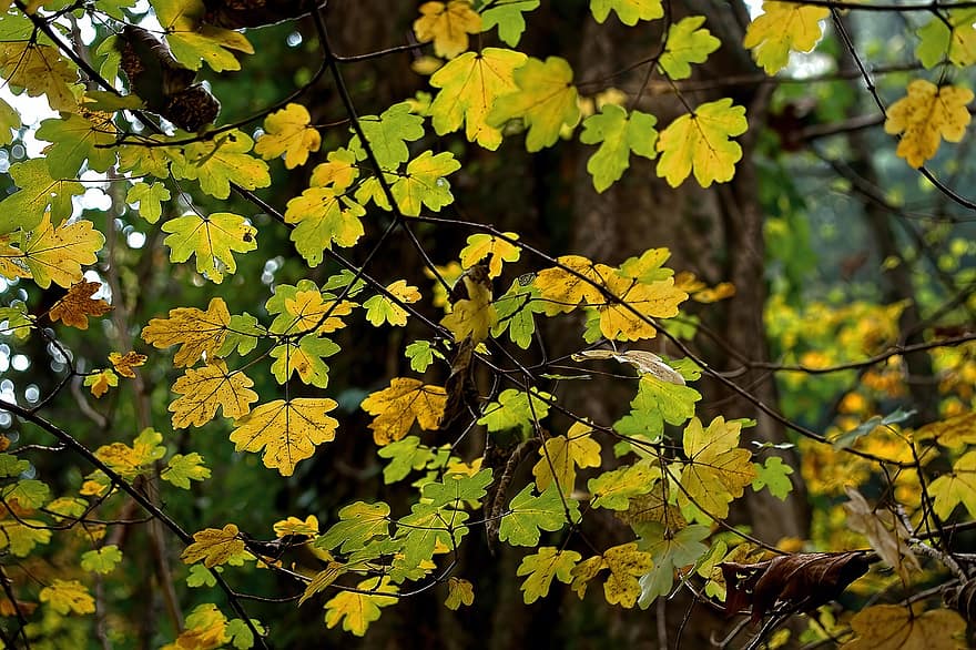 клен полевой, листья, падать, осень, Acer Campestre, живой изгороди, клен, ветви, желтые листья, листва, дерево