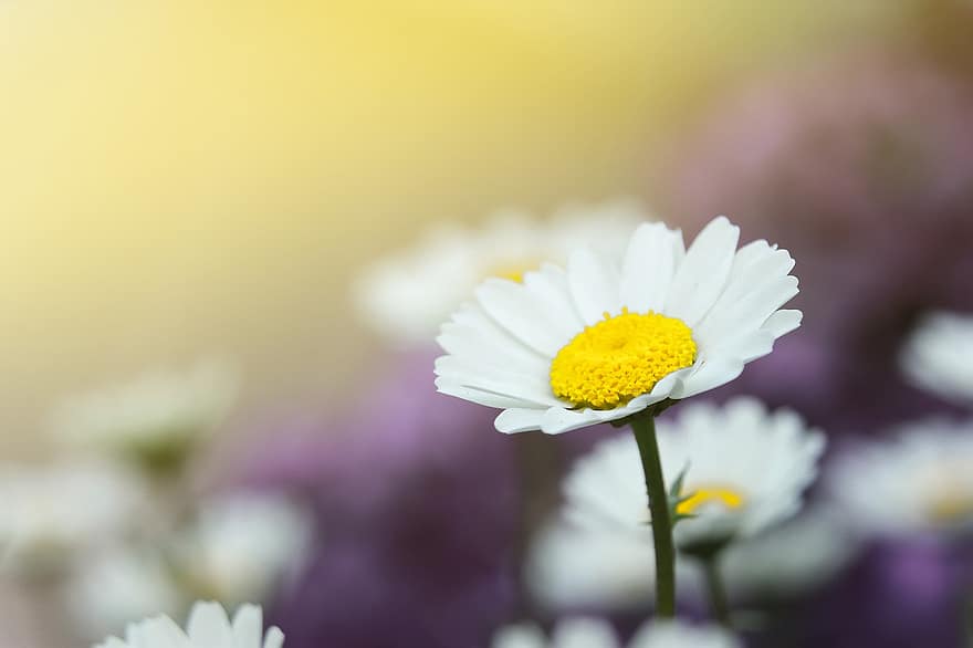 Daisy, Flower, White Flower, Petals, Bloom, Blossom, Flowering Plant, Ornamental Plant, Plant, Flora, Nature