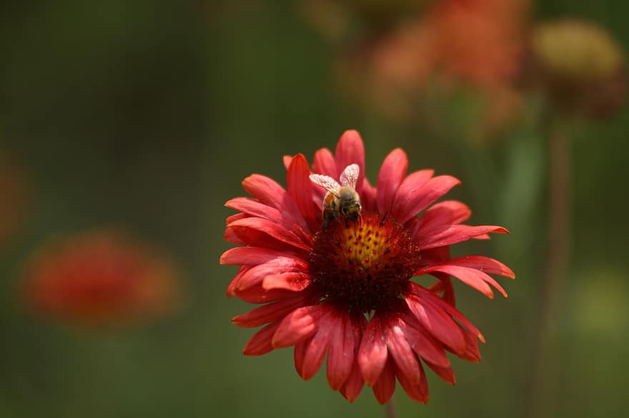 Bee, Flower, Daisy, Gerbera, Safflower, Affix, Nature, Plant, Pollination, Insect, close-up