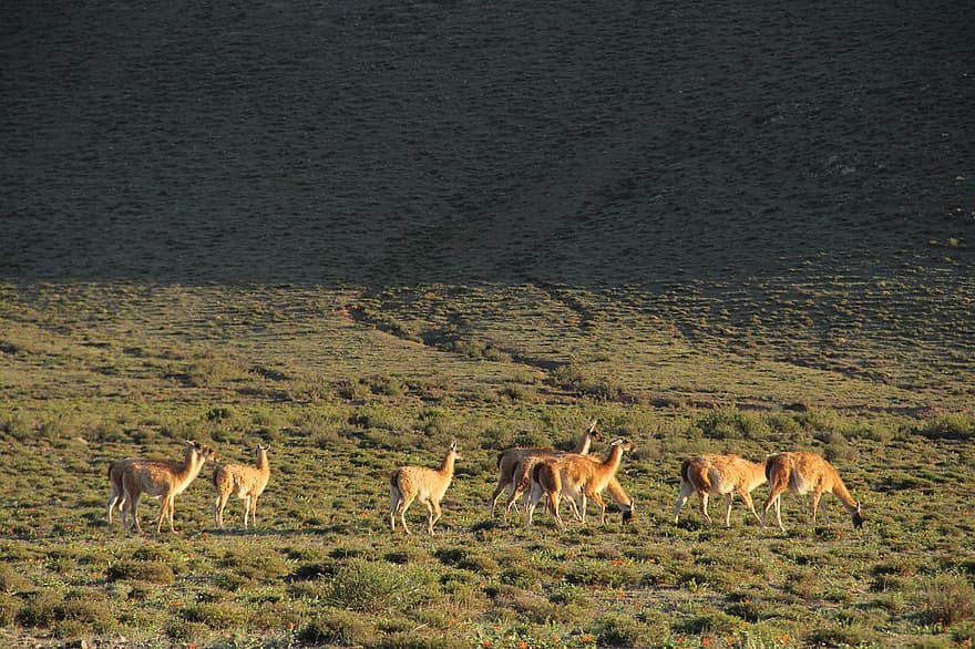 llama, binatang, bidang, alam, padang rumput, mamalia, andes, Afrika, binatang di alam liar, rumput, hewan safari