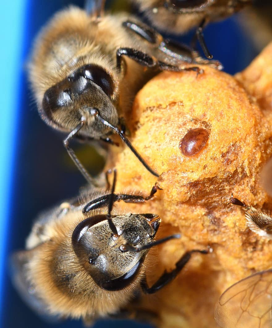 bijen, insect, honingbij, honing, imker, bijenteelt, carnica
