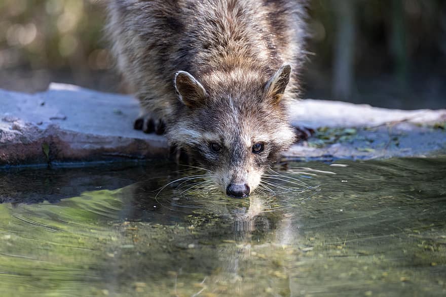 racoon, animal, wild, close up, face, drinking, water, wildlife, nature, critter, alone