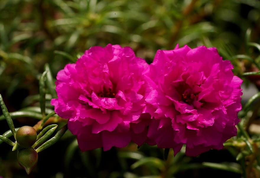 モスローズスベリヒユ、フラワーズ、工場、Portulaca grandiflora、ピンクの花、花びら、咲く、自然、閉じる、花弁、花