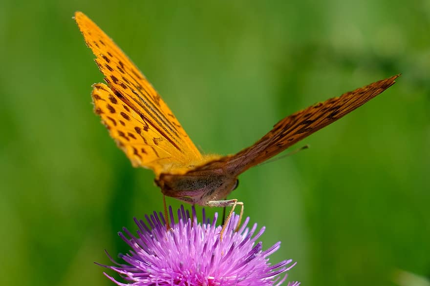 квітка, метелик, запилення, дика квітка, осот, комаха, крило