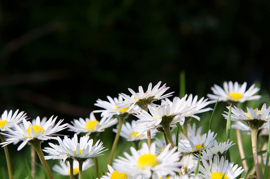 bunga-bunga, aster, bellis, bunga putih, bunga, musim semi, alam, di luar rumah, padang rumput, aster umum, flora