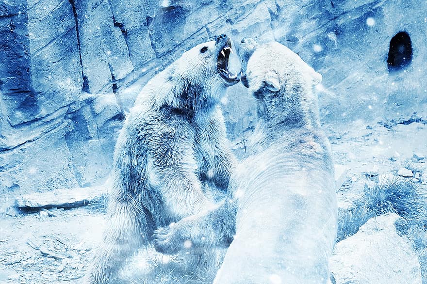 ведмідь, сніг, бій, тварина, мистецтво, Вінтаж, зима, природи