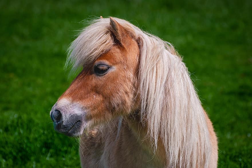 pony, hest, heste-, portræt, shetland pony, heste mane