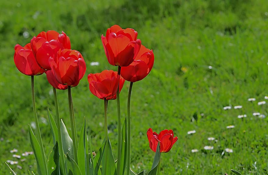 tulipanes, jardín, Flores rojas, pétalos, pétalos rojos, flor, flora, plantas, floración, color verde, verano
