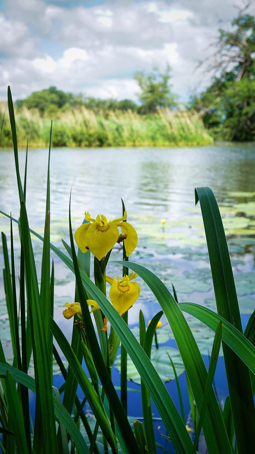 galben iris, lac, flori, flori galbene, natură, floare, Culoarea verde, vară, plantă, galben, iarbă