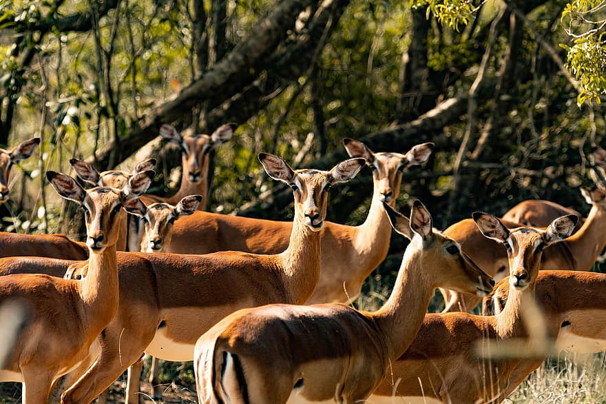 impalas, animais, safári, antílope, ruminante, mamíferos, animais selvagens, fauna, região selvagem, selva, Quênia