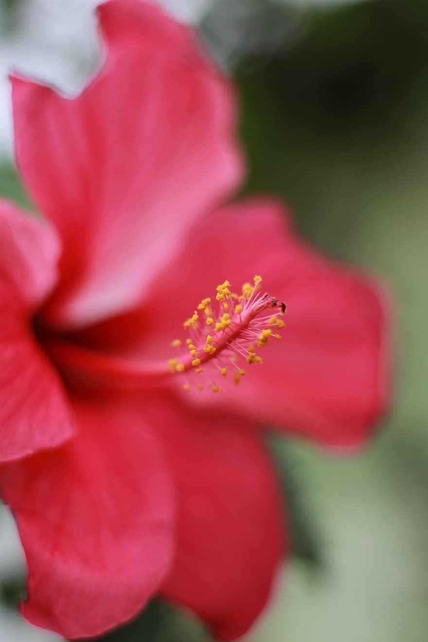 hibiscus, floare, pistil, a crescut mlaștina, trandafir de șaron, petale, a inflori, plantă, grădină, natură, macro