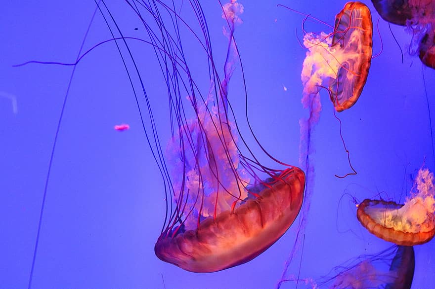 медузи, під водою, природи, акваріум, море, води, риба, помаранчевий, океану, зоопарк