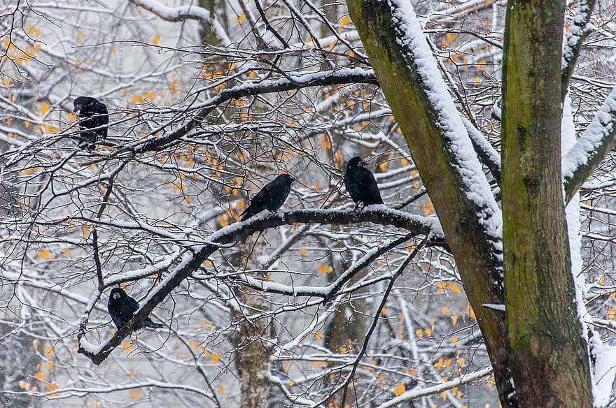 fåglar, ravens, ornitologi, arter, fauna, avian, djur, vinter-, träd, snö, gren