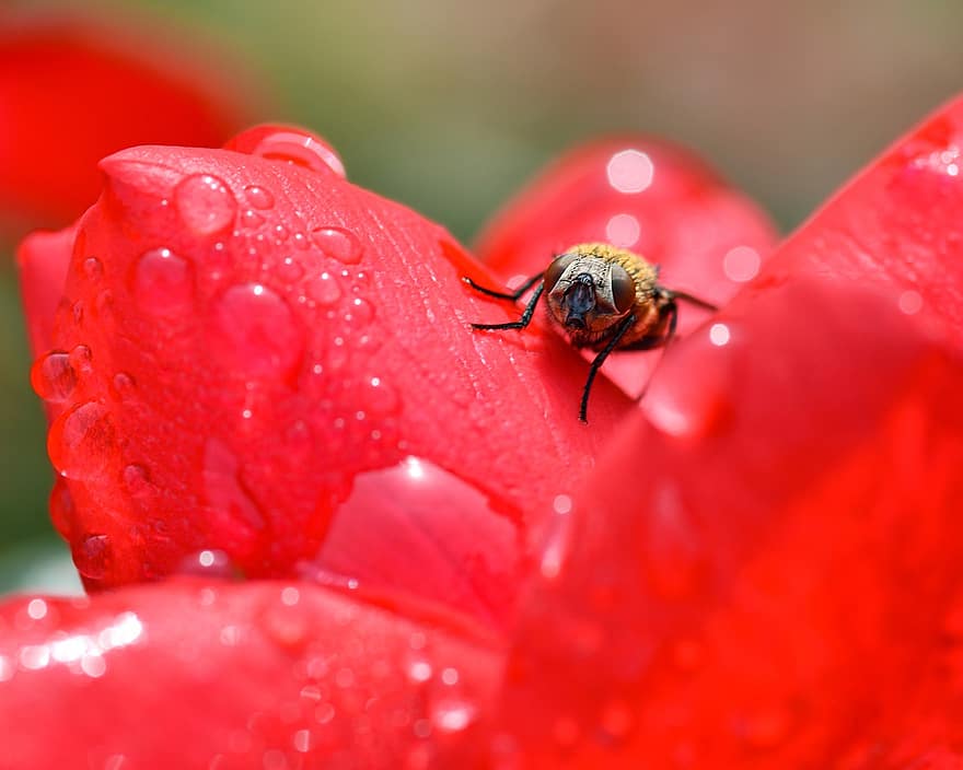 Fly, Petals, Dew, Dew Drops, Water Droplets, Moist, Red Flower, Red Petals, Insect, Flora, Fauna