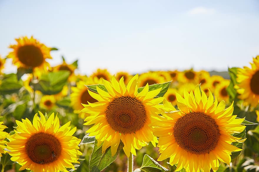 bunga matahari, bunga-bunga, menanam, bidang, bidang bunga matahari, berbunga, alam, matahari, musim semi, senang, kelopak