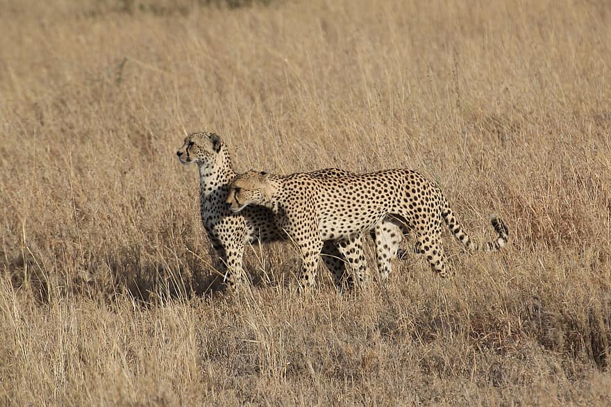 cheetah, dieren, safari, zoogdieren, grote katten, wilde dieren, dieren in het wild, fauna, wildernis, natuur, Afrika