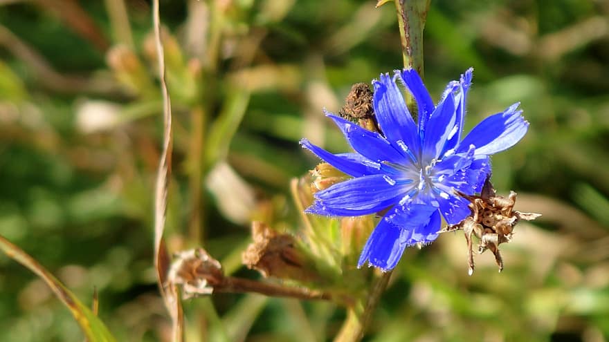 Chicoree, Blume, blaue Blume, Blütenblätter, blaue Blütenblätter, blühen, Flora, Pflanze, Natur