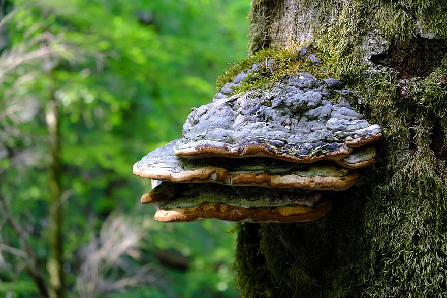 les champignons, arbre, forêt, la nature, tronc d'arbre, champignon du bois