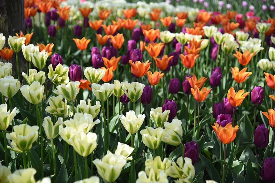 tulipanes, flor, vistoso