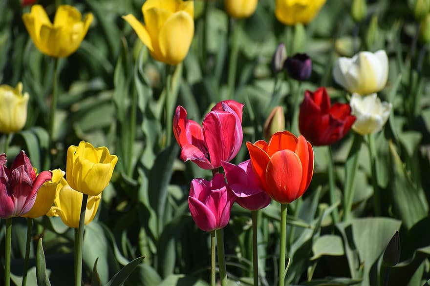 Tulips, Flowers, Close Up, Color, Colorful, Nature, Field, Yellow, Pink, Red