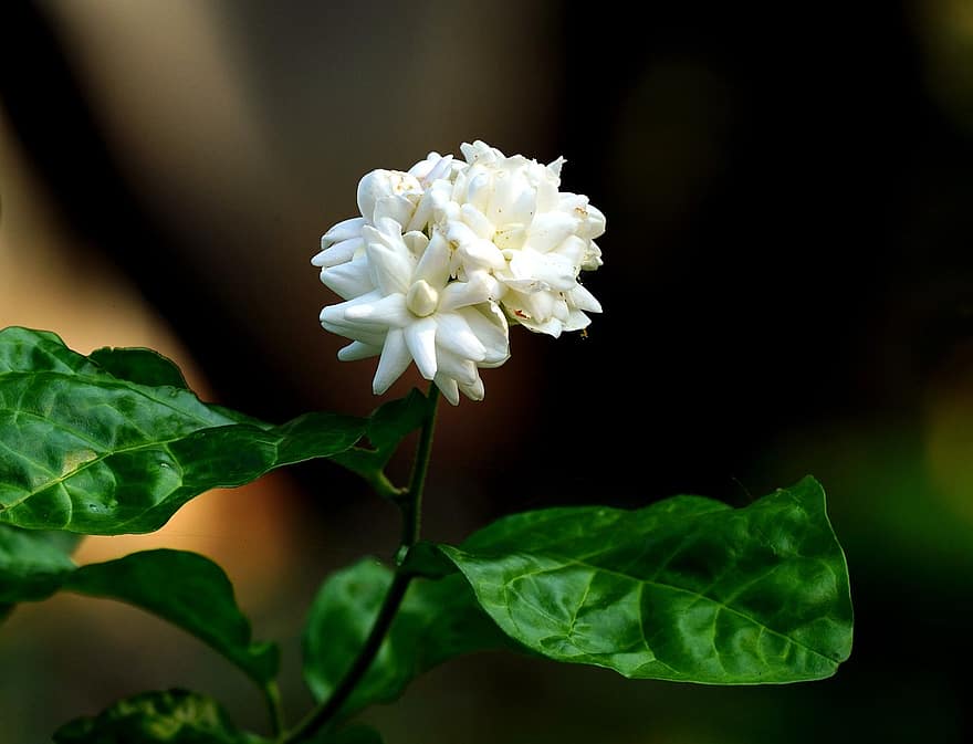 jaśmin, kwiat, biały kwiat, płatki, białe płatki, odchodzi, kwitnąć, flora, roślina, pachnący