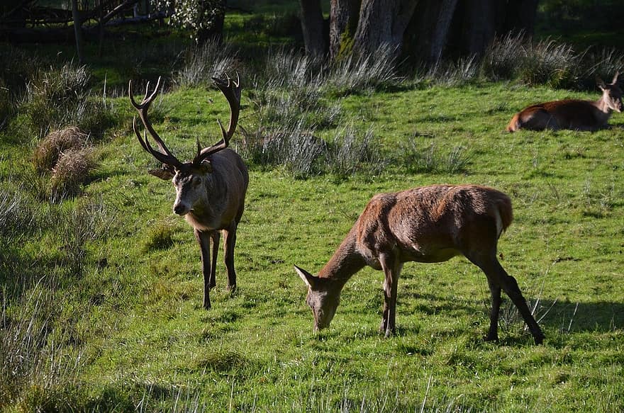deers, antler, animals, grass, animals in the wild, meadow, deer, grazing, horned, green color, rural scene