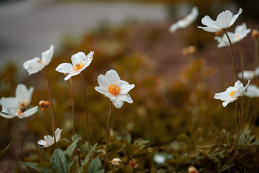 anemone, blomster, planter, hvide blomster, kronblade, flor, forår, have, natur