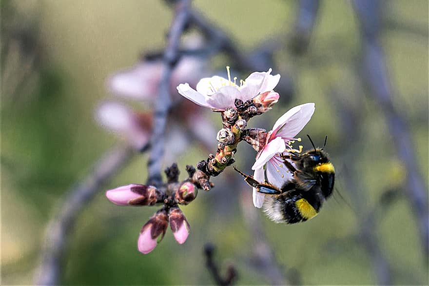 albină, insectă, poleniza, polenizare, floare, insectă înțepată, aripi, natură, hymenoptera, entomologie, macro