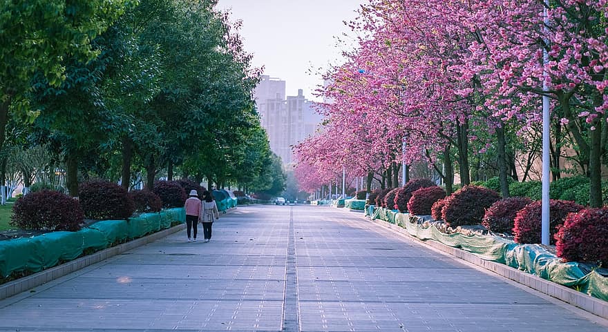 Flors de cirerer, primavera, parc