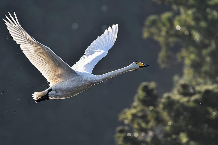 Bird, Swan, Ornithology, Wings, Flying, Flight, Species, Fauna, Avian