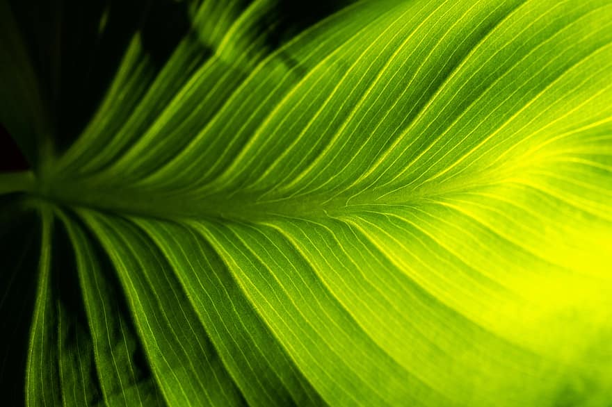 Calla Lily, Leaf, Plant, Leaf Veins, Structure, Botany, Garden, Natural, Texture, Backlighting, Macro