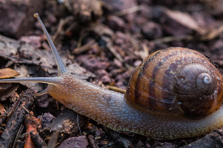 Snail, Nature, Slow, Shell, Land Snail, Mollusk