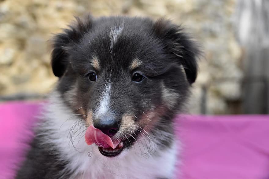 perrito, cachorro, perro pastor de Shetland, Shetland habs, raza canina, cachorro macho, Perro rio, perro pastor, animal, Animal cachorro, adorable