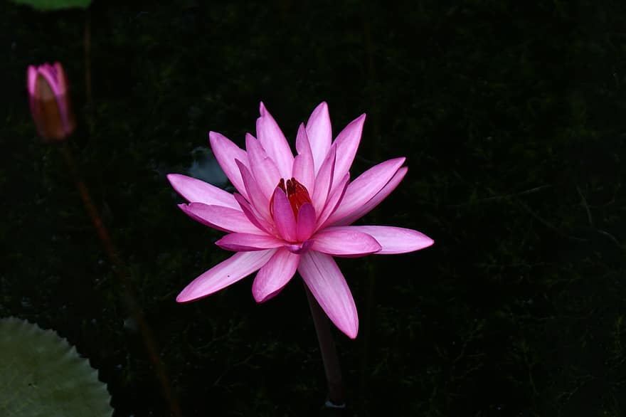 Flor de Lotus, Flor rosa, lótus, nenúfar, natureza, flor, lagoa, plantar, cabeça de flor, pétala, folha