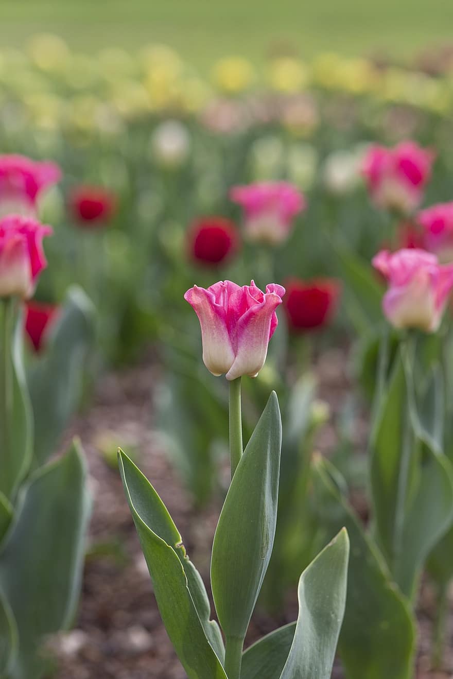 fialové květy, růžový, tulipán, fialový, aroma, kvetoucí, zahrada