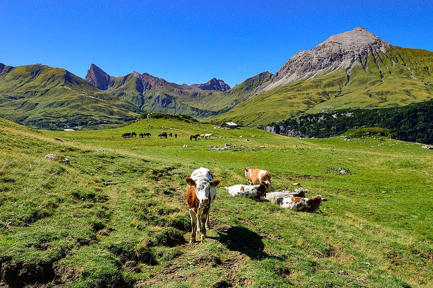 ainavu, cattles, ganības, ganāmpulka, govis, dzīvnieki, zīdītājiem, liellopiem, kalni, alm, pļavas