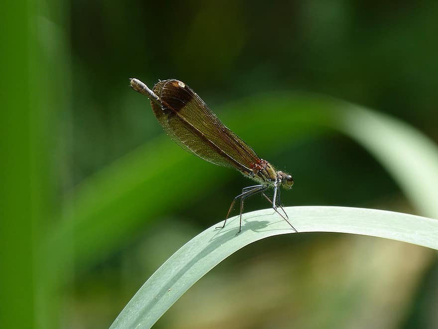 guldsmed, insekt, makro, vinger, dragonfly vinger, winged insekt, odonata, anisoptera, entomologi, fauna, natur
