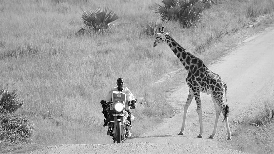 Ugandas savvaļas dzīvnieki, samaisa, cilvēkiem, žirafe, šķērsošana, netīrumi, ceļš, raksturs, motociklu, boda, cilvēks