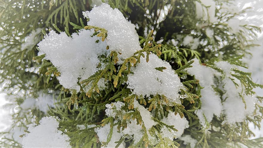 Pflanze, Natur, Winter, Schnee, Thuja
