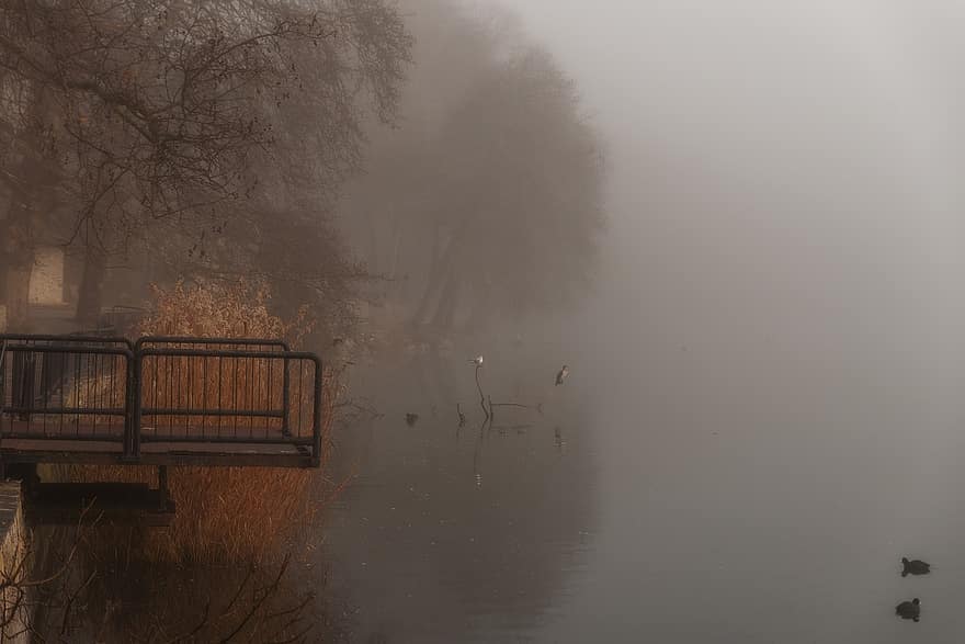 Lac, Dock, brouillard, des arbres, banque, brumeux, brume, silencieux, tomber, l'automne, eau