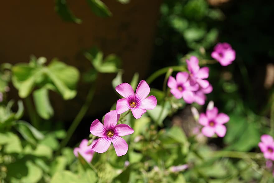 viola, fiori, lilla, giardino