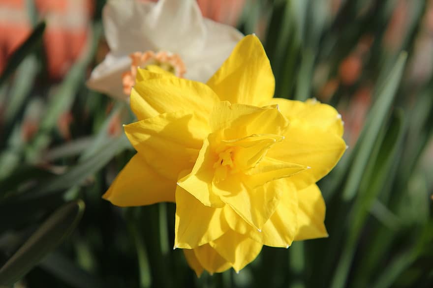 flor, narciso, bulbo de primavera, floración, Narciso amarillo, cumplimiento, de cerca, amarillo, planta, verano, hoja