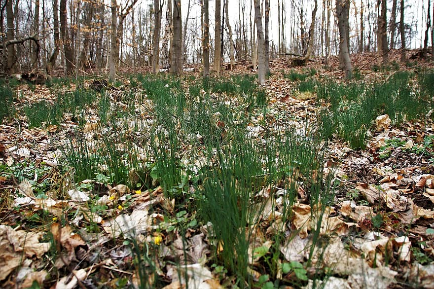 Chives, Wild Chives, Forest, Spring, Nature