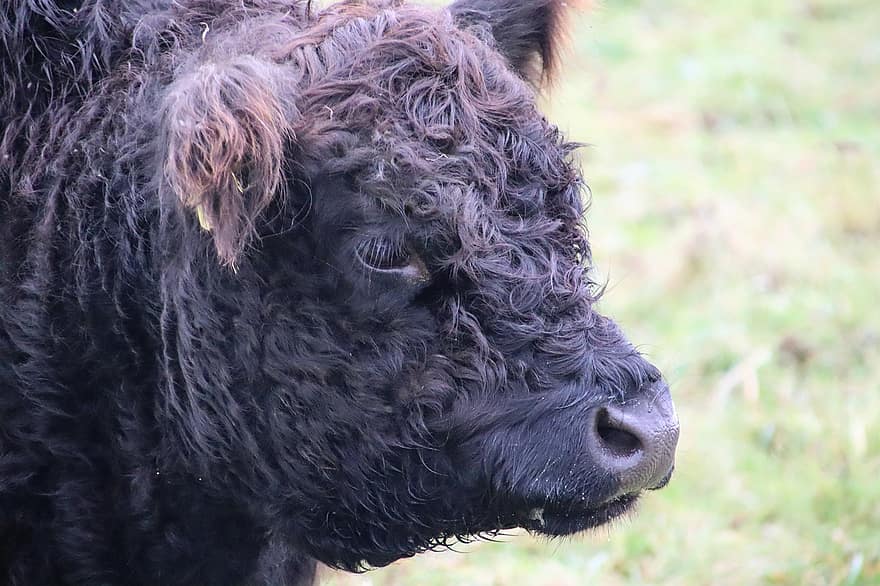 牛肉、ギャロウェイ、動物、ハイランド牛、農業、スコットランドのハイランド牛